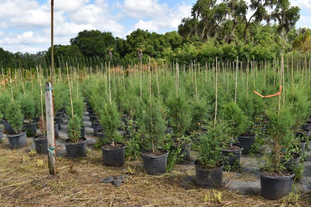 juniperus-virginiana-brodie-eastern-red-cedar