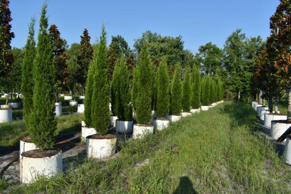 juniperus-virginiana-brodie-eastern-red-cedar