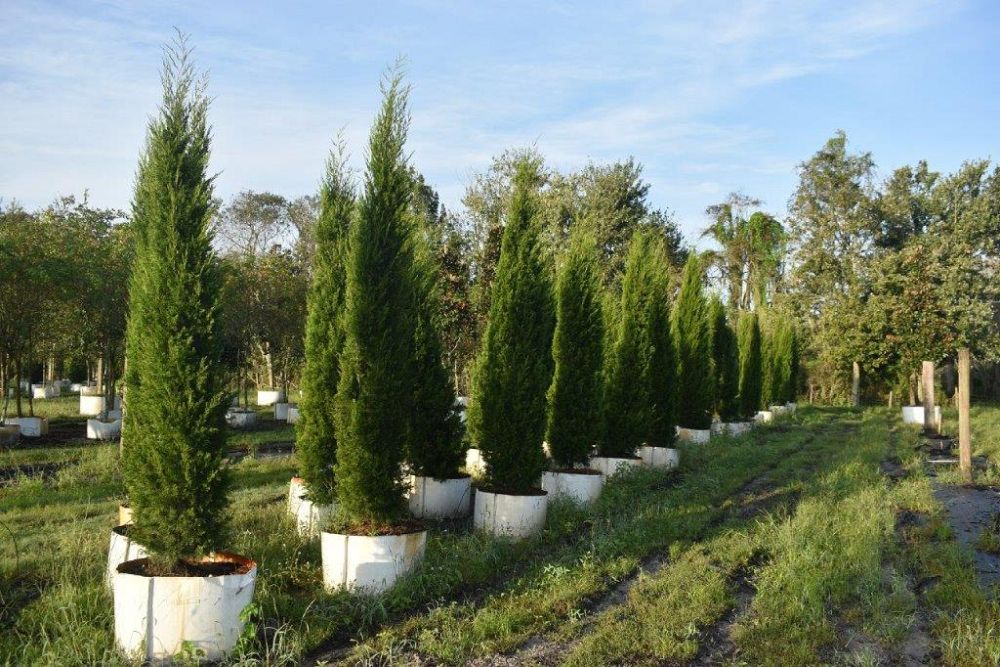 juniperus-virginiana-brodie-eastern-red-cedar