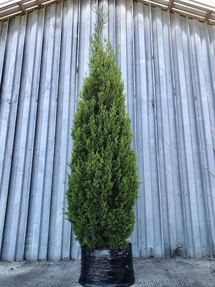 juniperus-virginiana-brodie-eastern-red-cedar