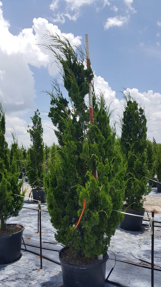 juniperus-virginiana-brodie-eastern-red-cedar