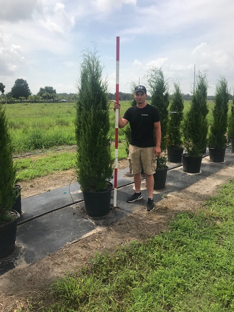 juniperus-virginiana-brodie-eastern-red-cedar