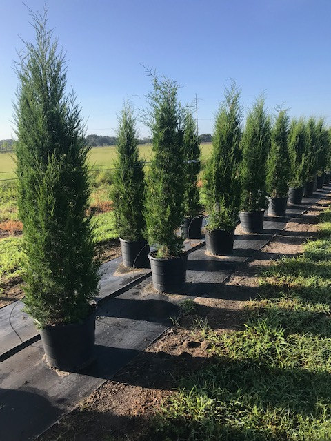 juniperus-virginiana-brodie-eastern-red-cedar