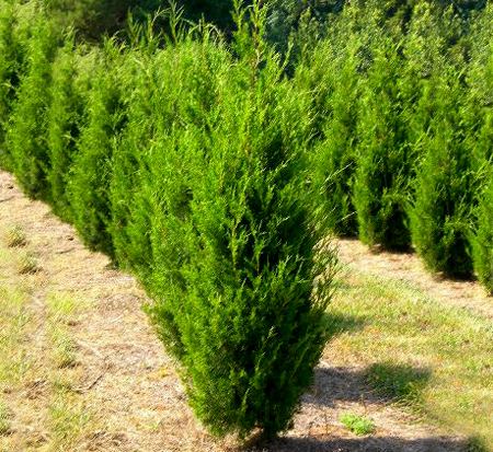 juniperus-virginiana-brodie-eastern-red-cedar