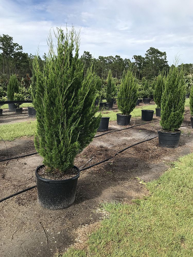 juniperus-virginiana-brodie-eastern-red-cedar