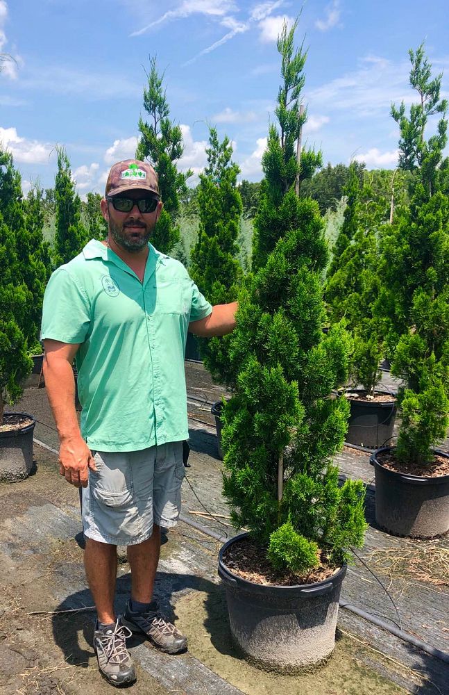 juniperus-virginiana-brodie-eastern-red-cedar