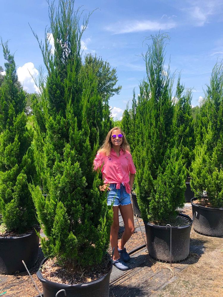 juniperus-virginiana-brodie-eastern-red-cedar