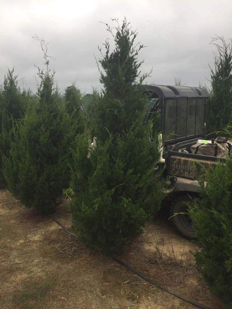 juniperus-virginiana-brodie-eastern-red-cedar
