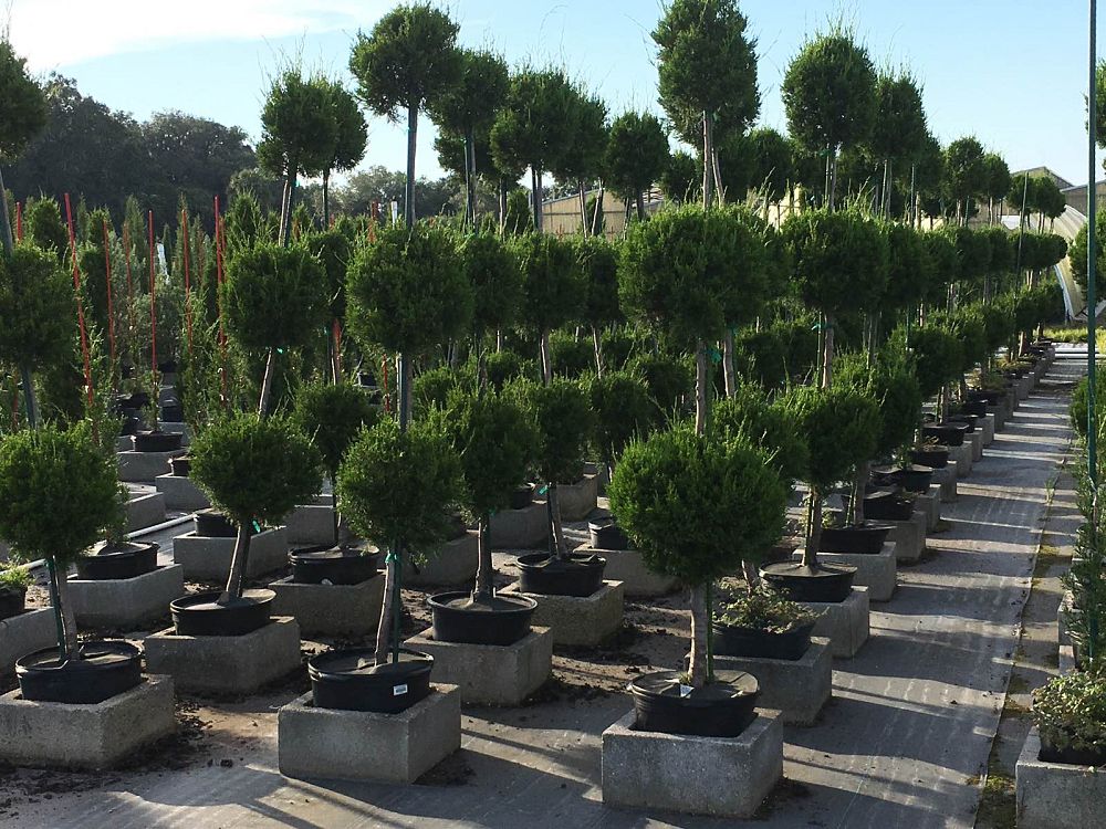 juniperus-virginiana-brodie-eastern-red-cedar