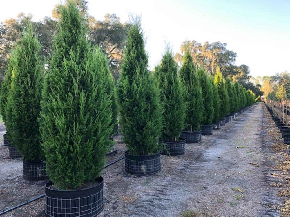 juniperus-virginiana-brodie-eastern-red-cedar