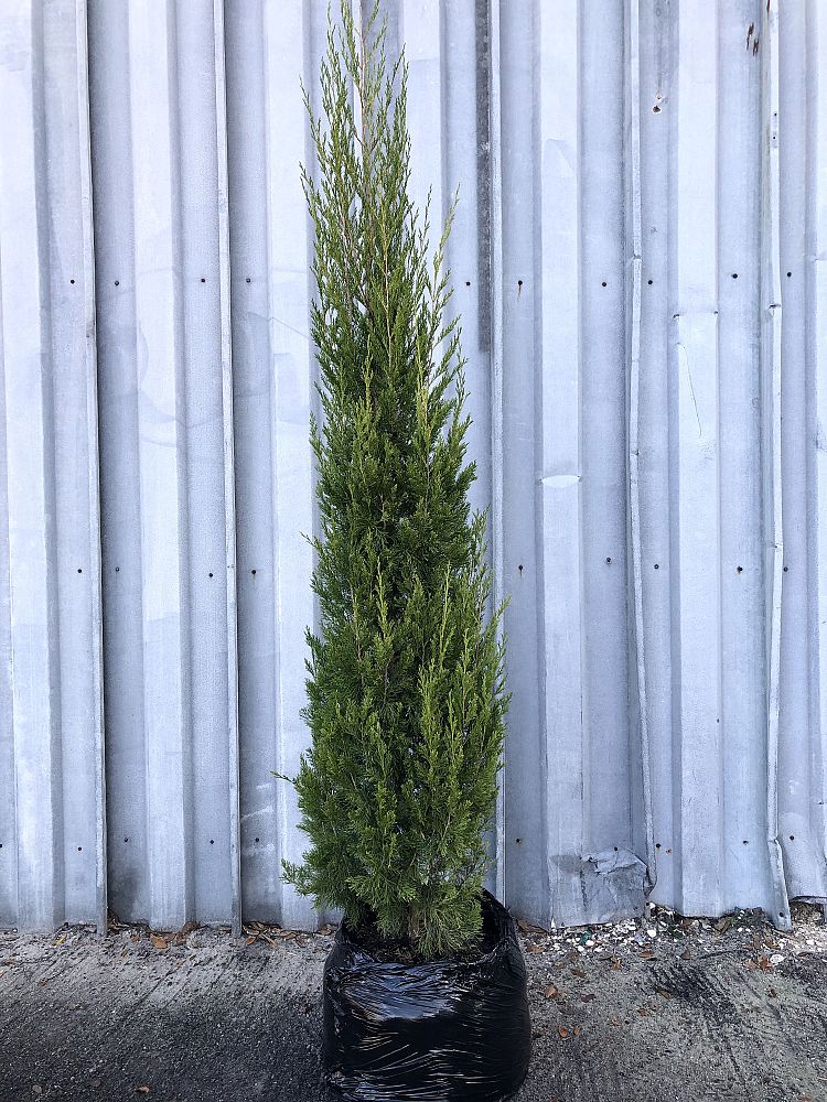 juniperus-virginiana-brodie-eastern-red-cedar