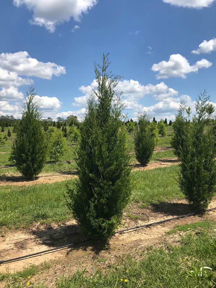 juniperus-virginiana-brodie-eastern-red-cedar