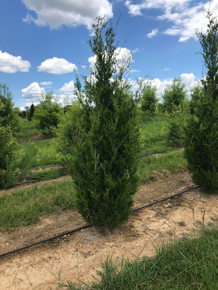 juniperus-virginiana-brodie-eastern-red-cedar