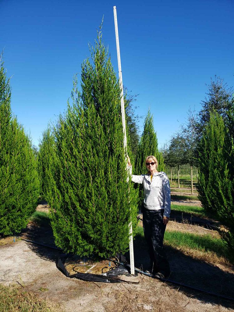 juniperus-virginiana-brodie-eastern-red-cedar