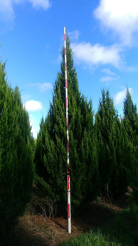 juniperus-virginiana-brodie-eastern-red-cedar