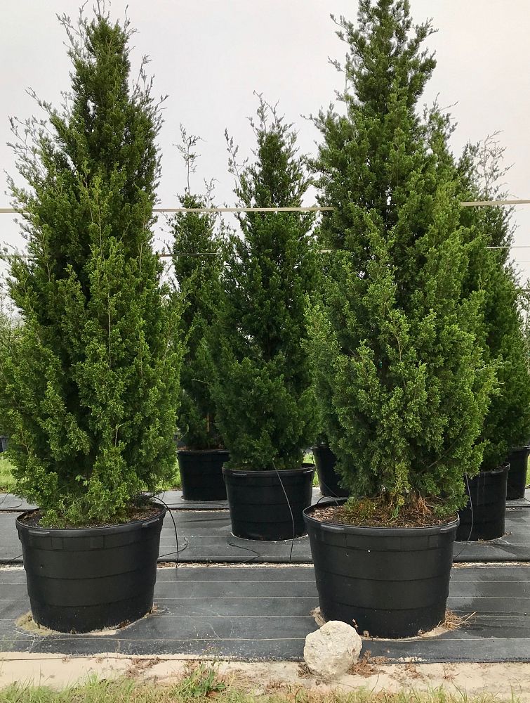juniperus-virginiana-brodie-eastern-red-cedar