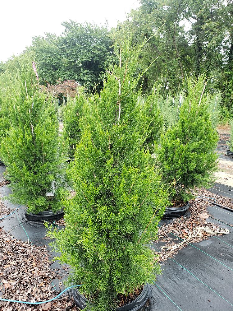 juniperus-virginiana-brodie-eastern-red-cedar