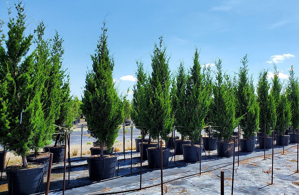 juniperus-virginiana-brodie-eastern-red-cedar