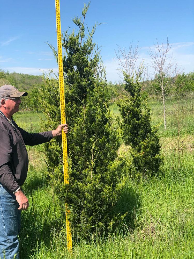 juniperus-virginiana-brodie-eastern-red-cedar