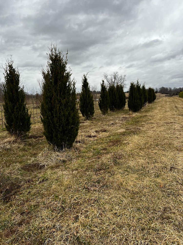 juniperus-virginiana-brodie-eastern-red-cedar