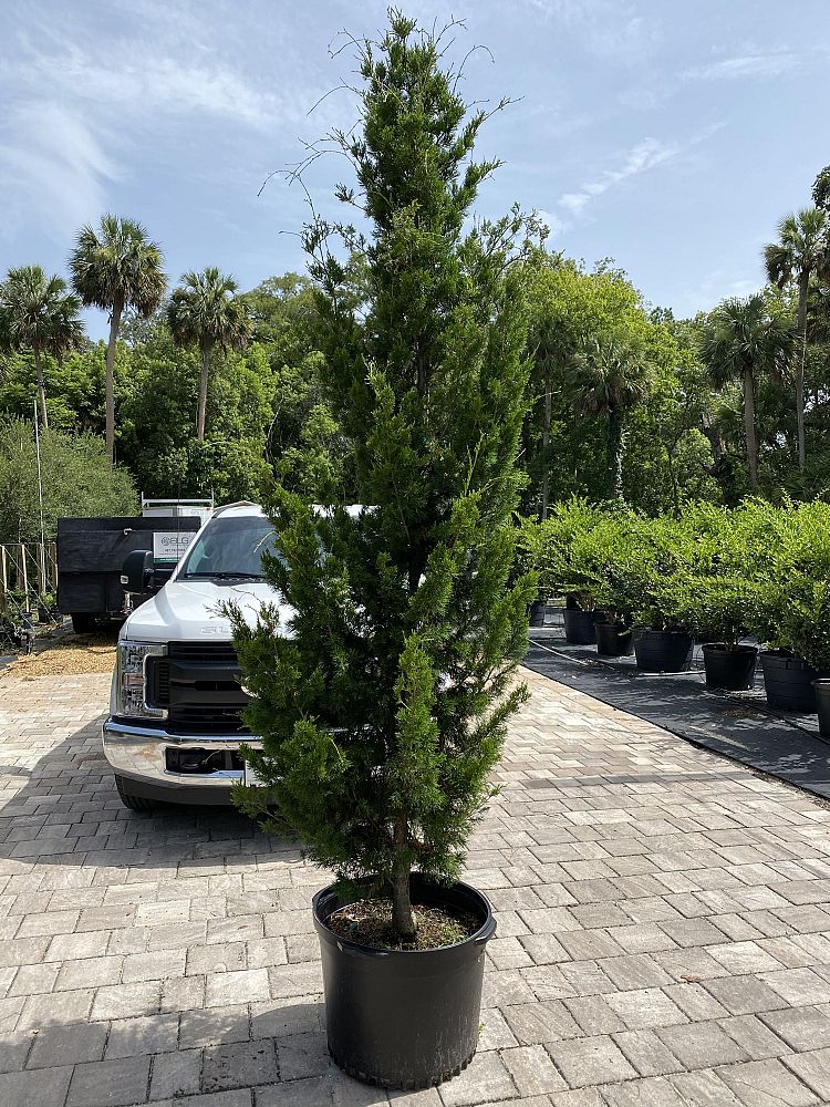 juniperus-virginiana-brodie-eastern-red-cedar