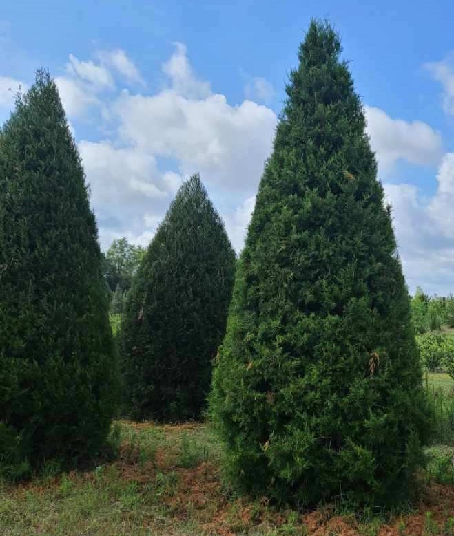 juniperus-virginiana-brodie-eastern-red-cedar