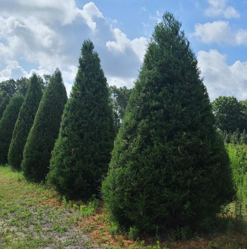 juniperus-virginiana-brodie-eastern-red-cedar