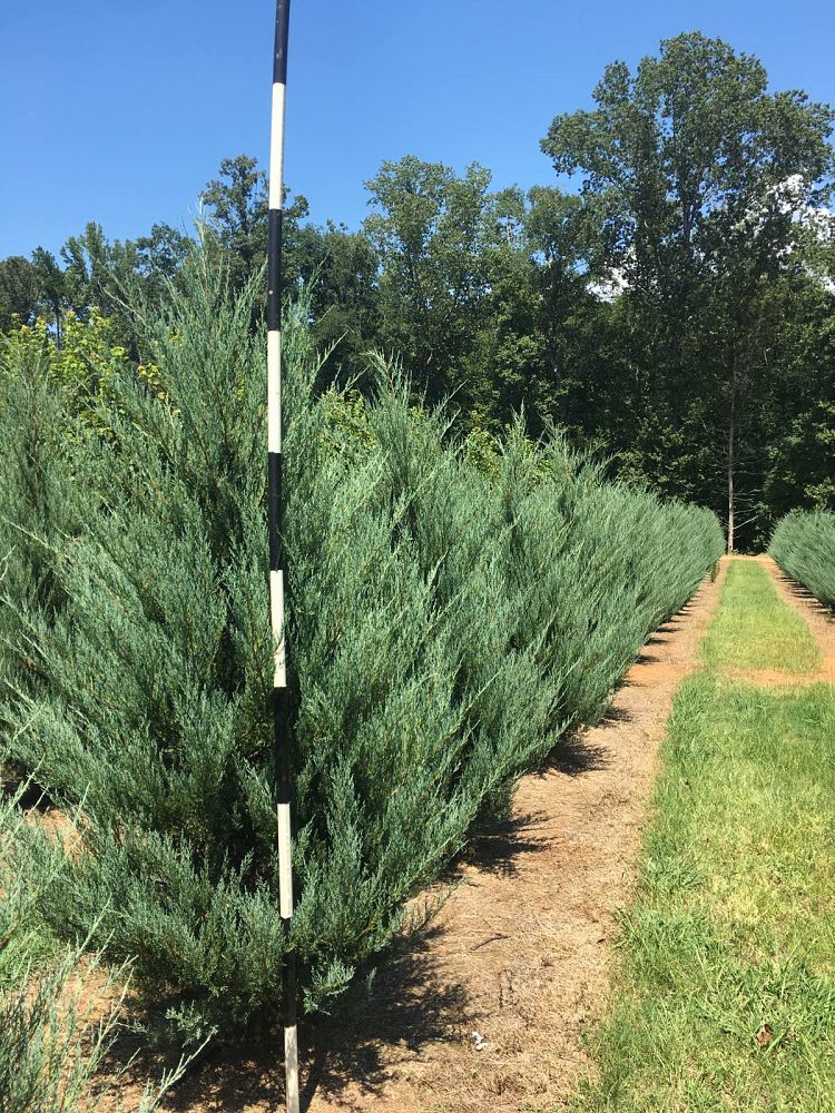 juniperus-virginiana-brodie-eastern-red-cedar