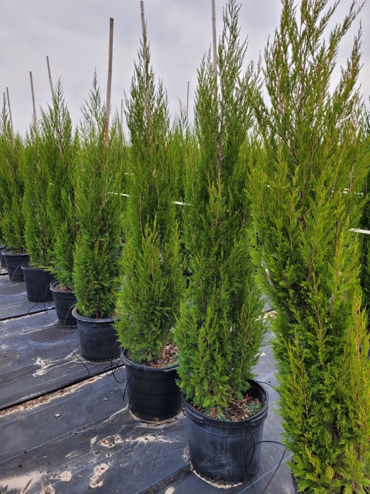 juniperus-virginiana-brodie-eastern-red-cedar