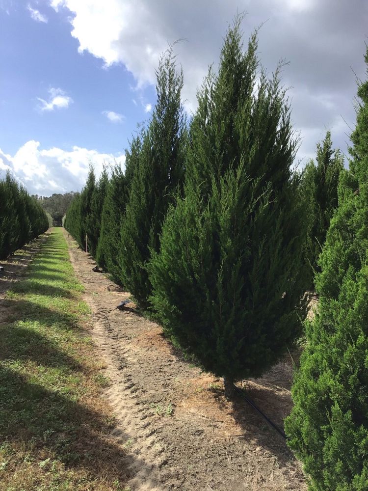 juniperus-virginiana-brodie-eastern-red-cedar