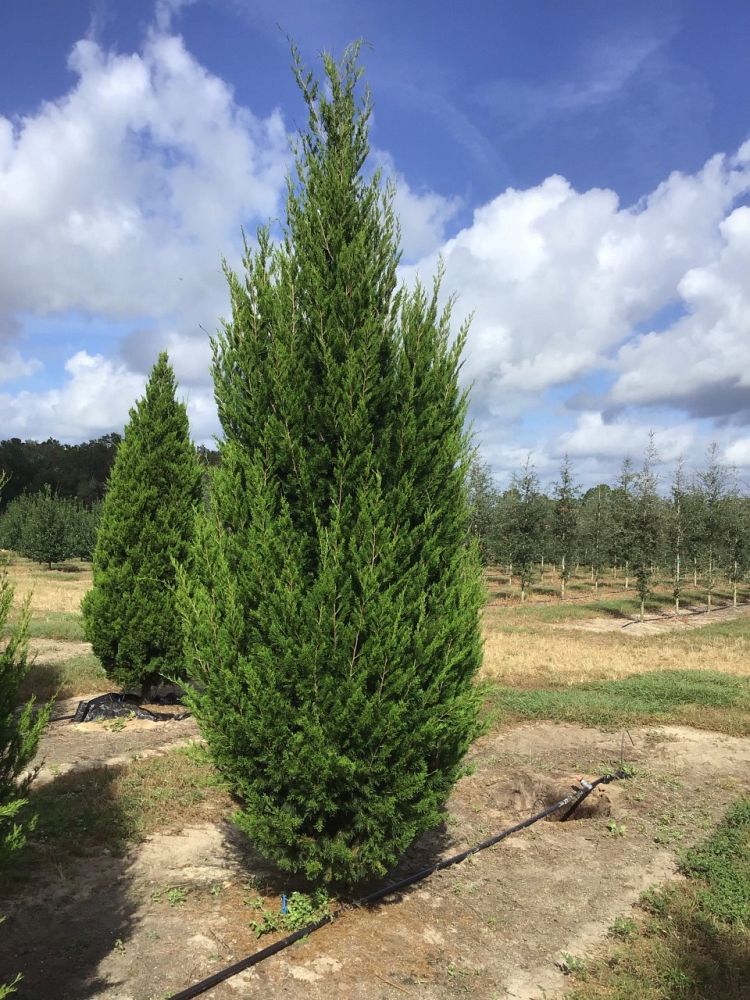 juniperus-virginiana-brodie-eastern-red-cedar