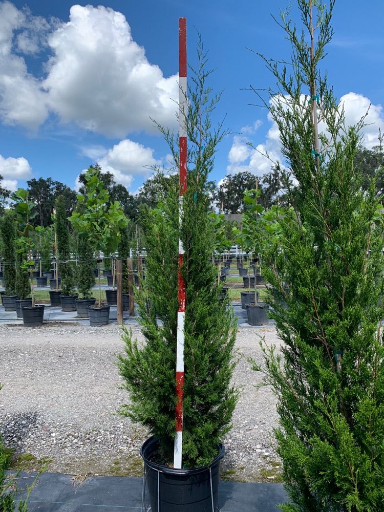 juniperus-virginiana-brodie-eastern-red-cedar