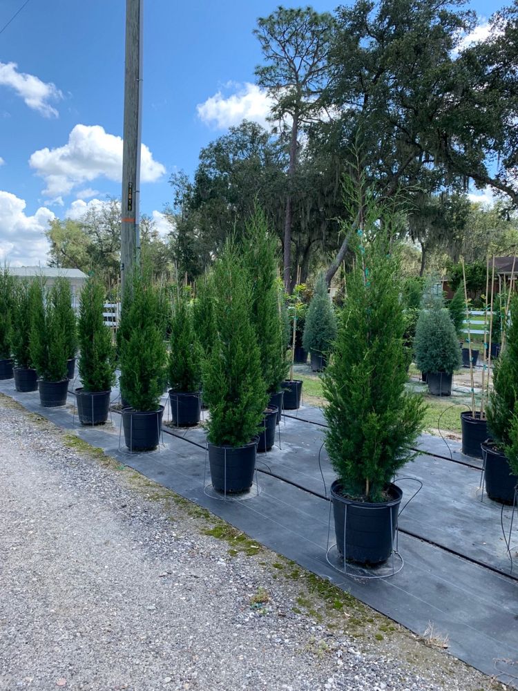juniperus-virginiana-brodie-eastern-red-cedar