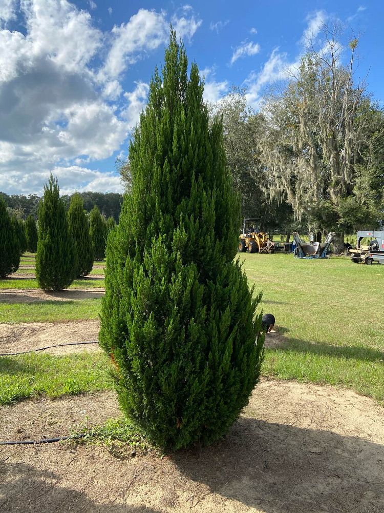 juniperus-virginiana-brodie-eastern-red-cedar