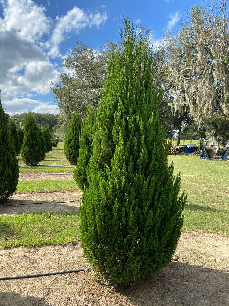 juniperus-virginiana-brodie-eastern-red-cedar