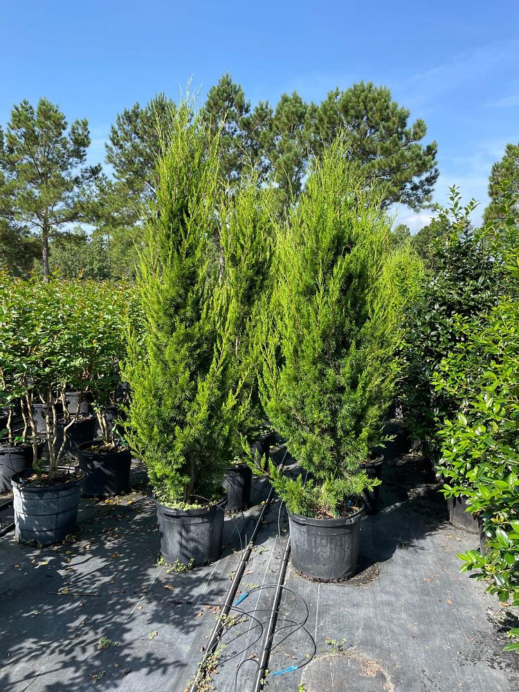 juniperus-virginiana-brodie-eastern-red-cedar