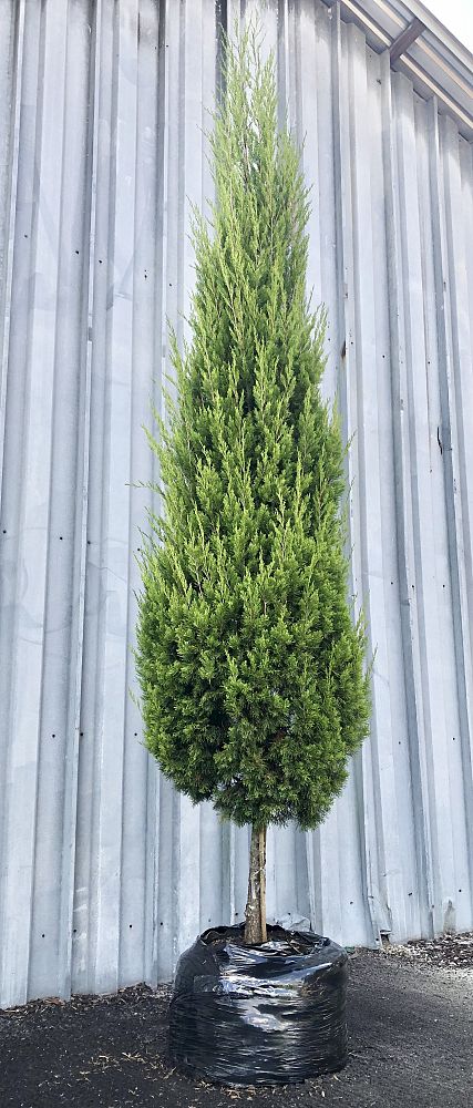 juniperus-virginiana-brodie-eastern-red-cedar
