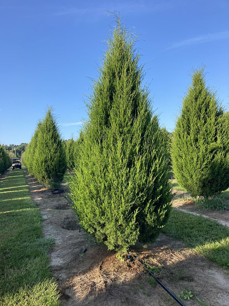 juniperus-virginiana-brodie-eastern-red-cedar