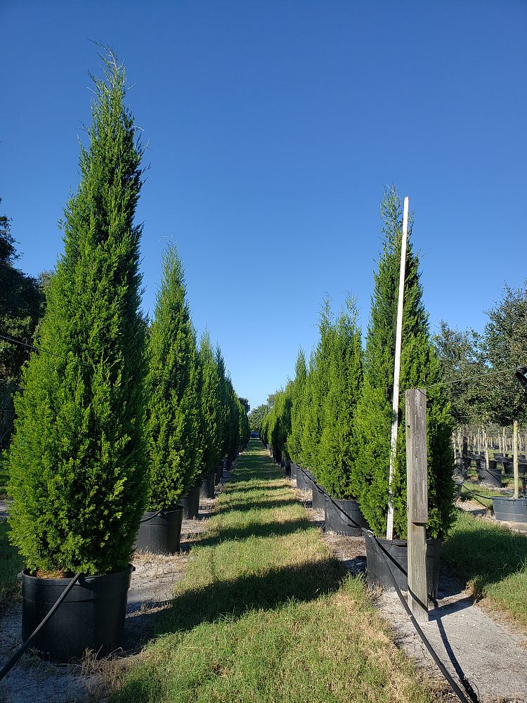 juniperus-virginiana-brodie-eastern-red-cedar