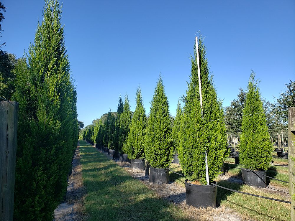 juniperus-virginiana-brodie-eastern-red-cedar