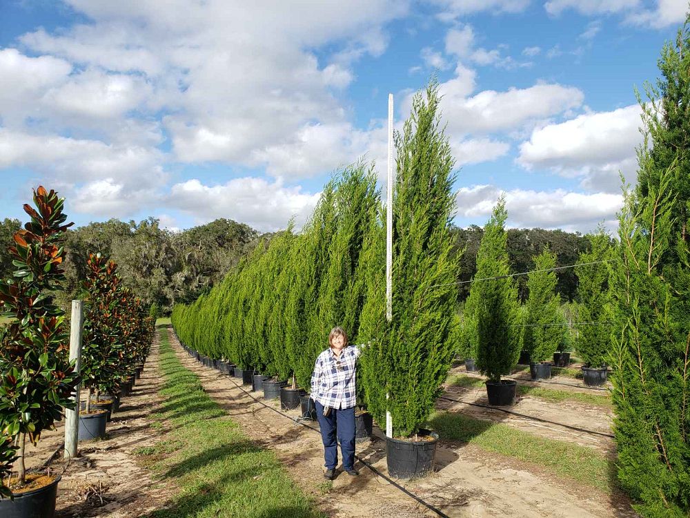 juniperus-virginiana-brodie-eastern-red-cedar