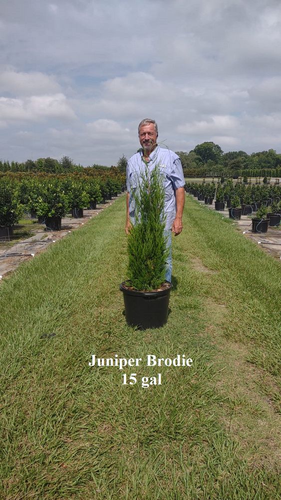 juniperus-virginiana-brodie-eastern-red-cedar