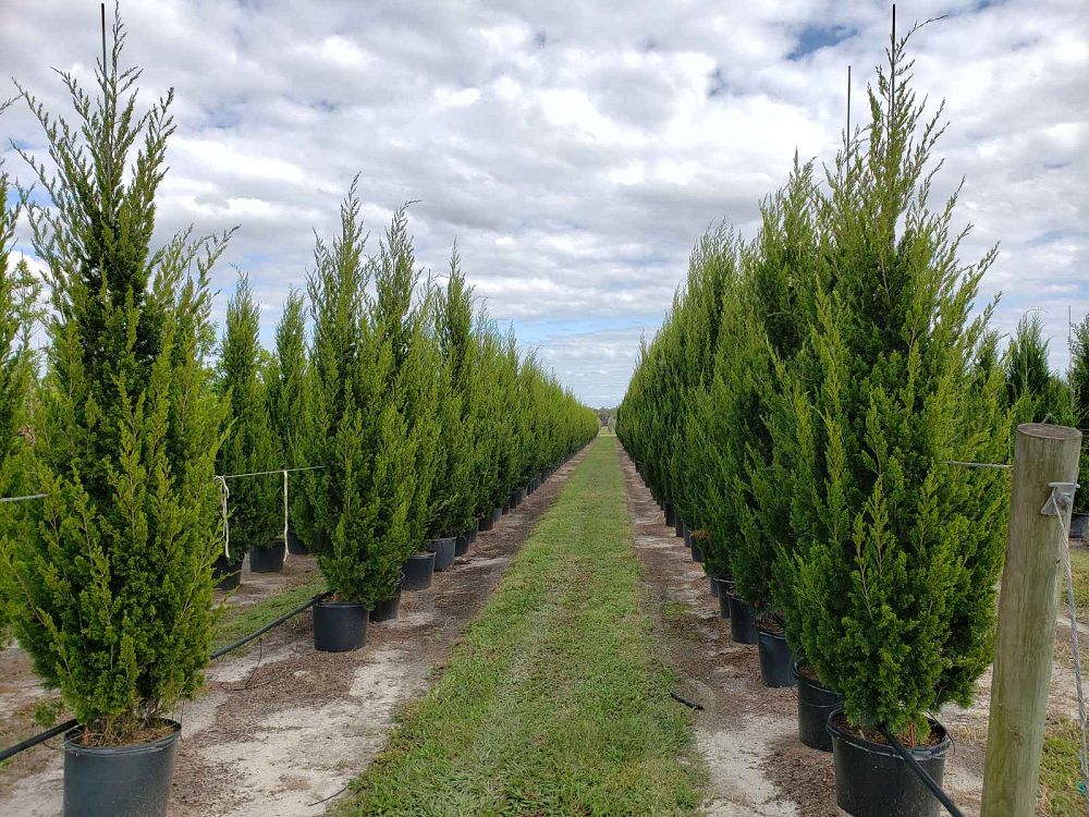 juniperus-virginiana-brodie-eastern-red-cedar