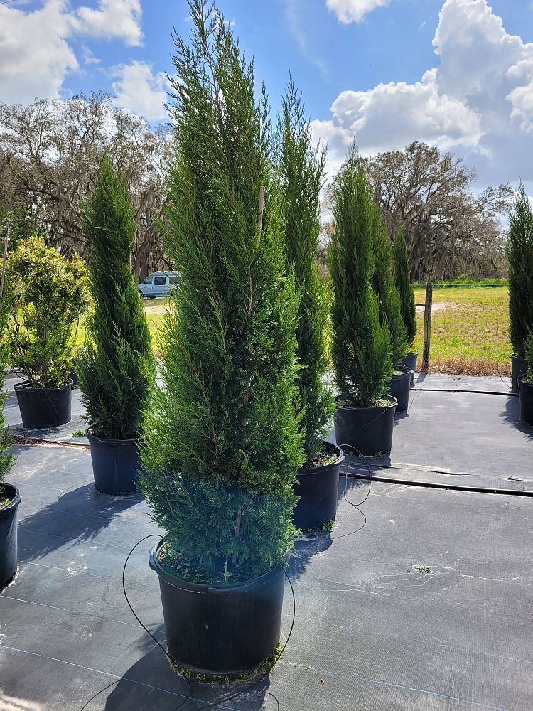 juniperus-virginiana-brodie-eastern-red-cedar