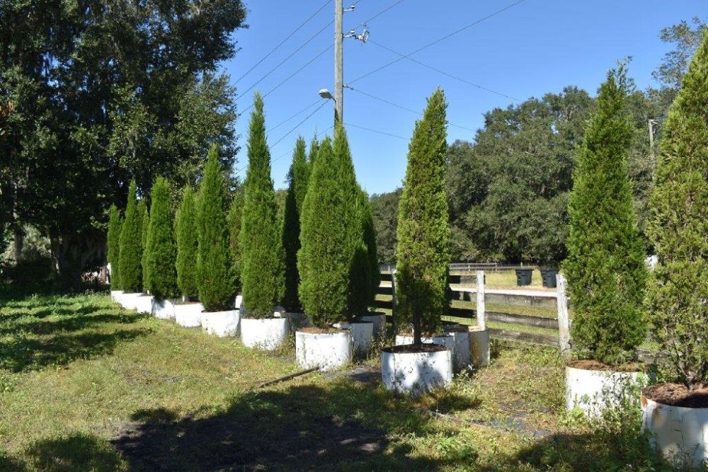 juniperus-virginiana-brodie-eastern-red-cedar