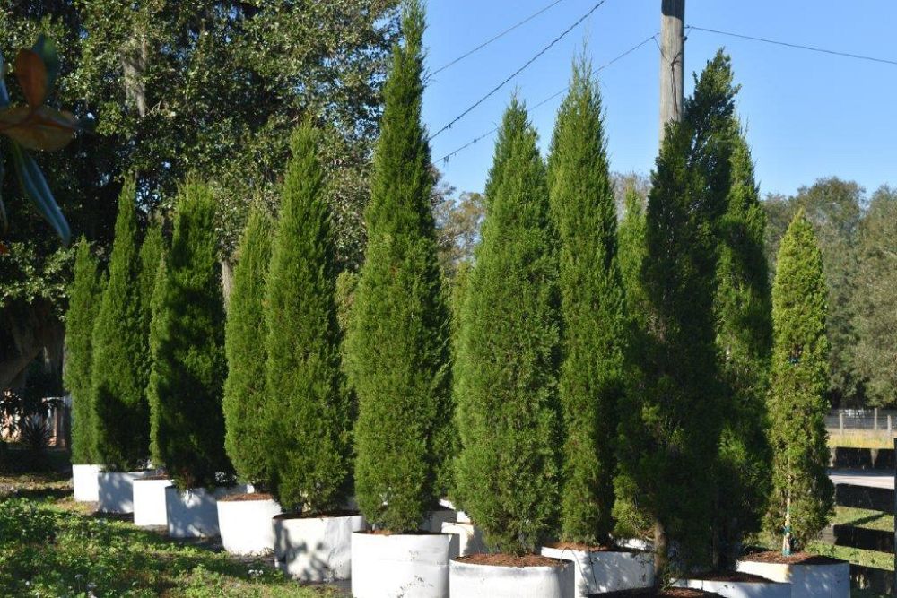juniperus-virginiana-brodie-eastern-red-cedar