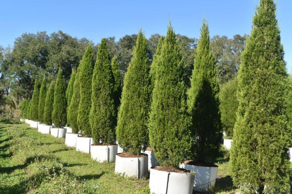 juniperus-virginiana-brodie-eastern-red-cedar