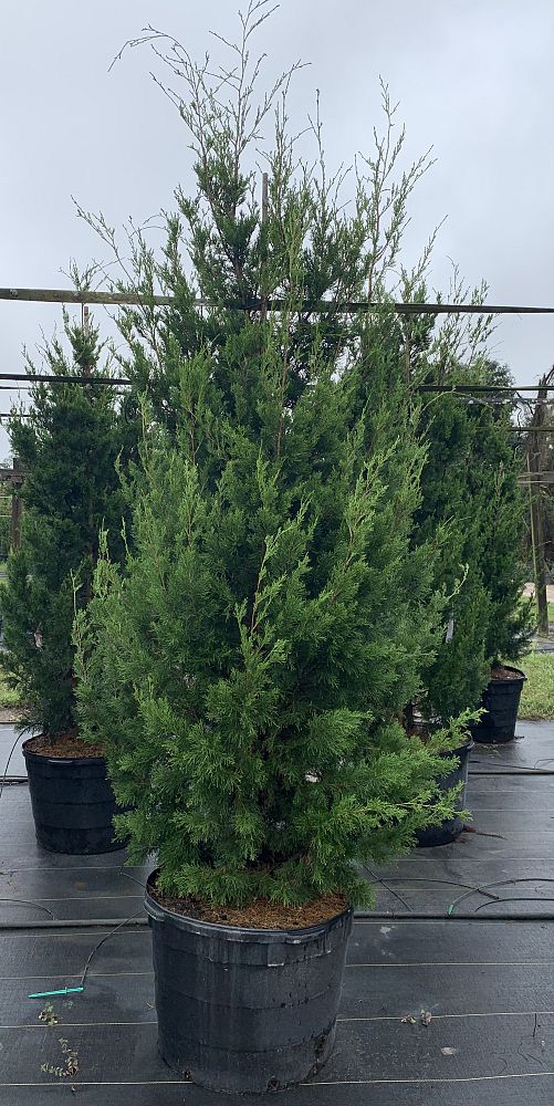juniperus-virginiana-brodie-eastern-red-cedar