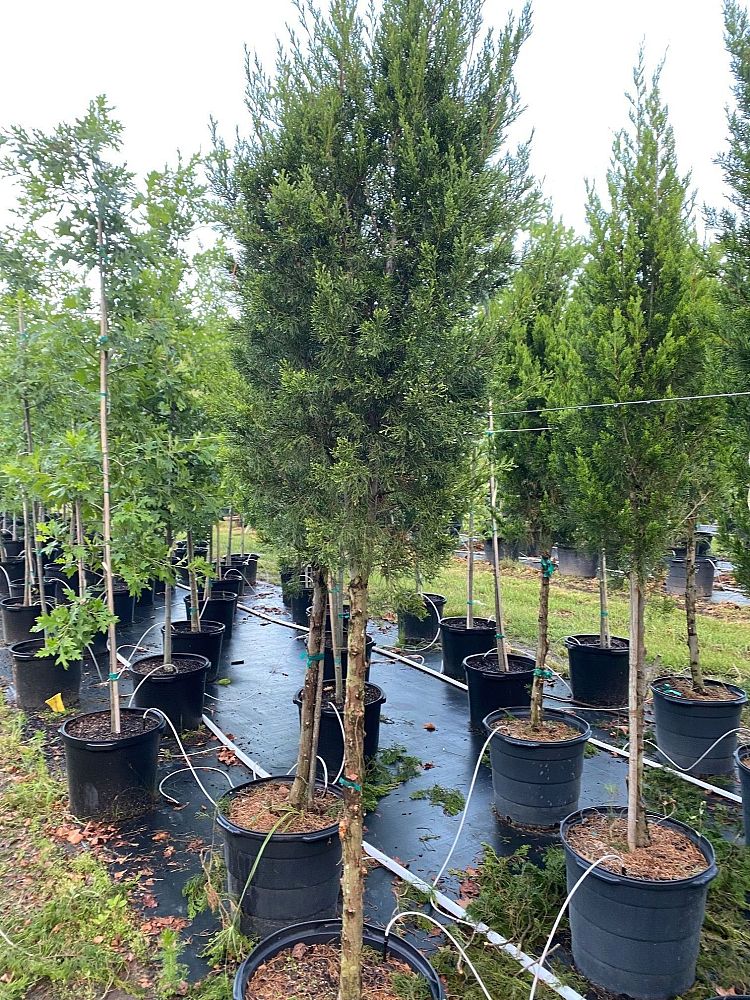 juniperus-virginiana-brodie-eastern-red-cedar