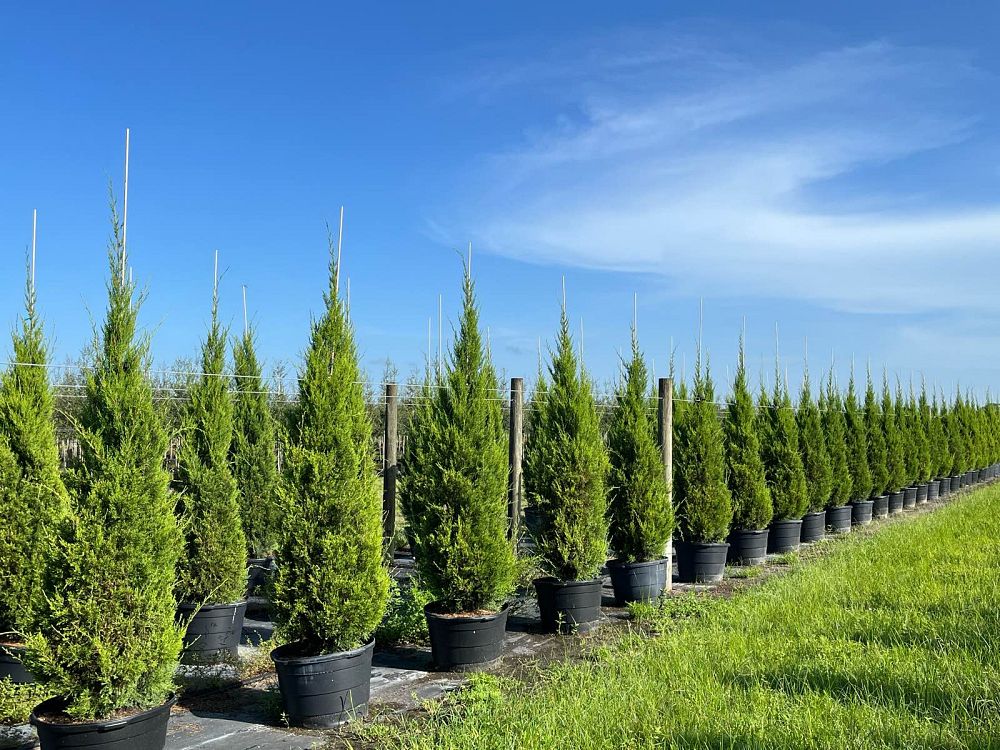 juniperus-virginiana-brodie-eastern-red-cedar